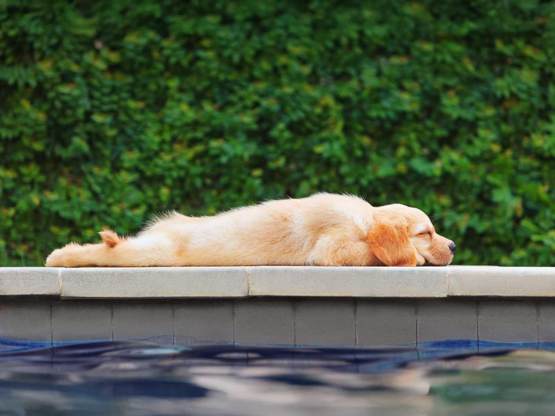 Piacépítés Pannova Group